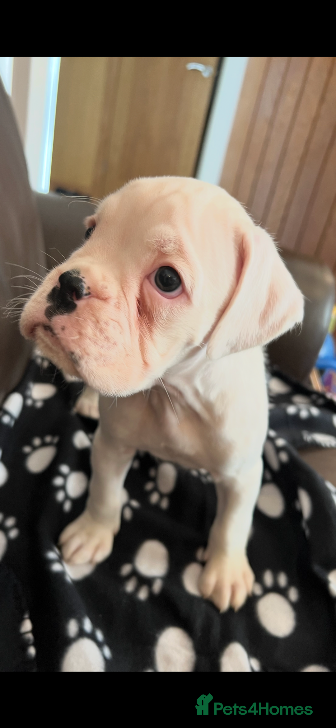 Boxer dogs for sale: Bobtail Boy from Health Tested Parents  - Image 4