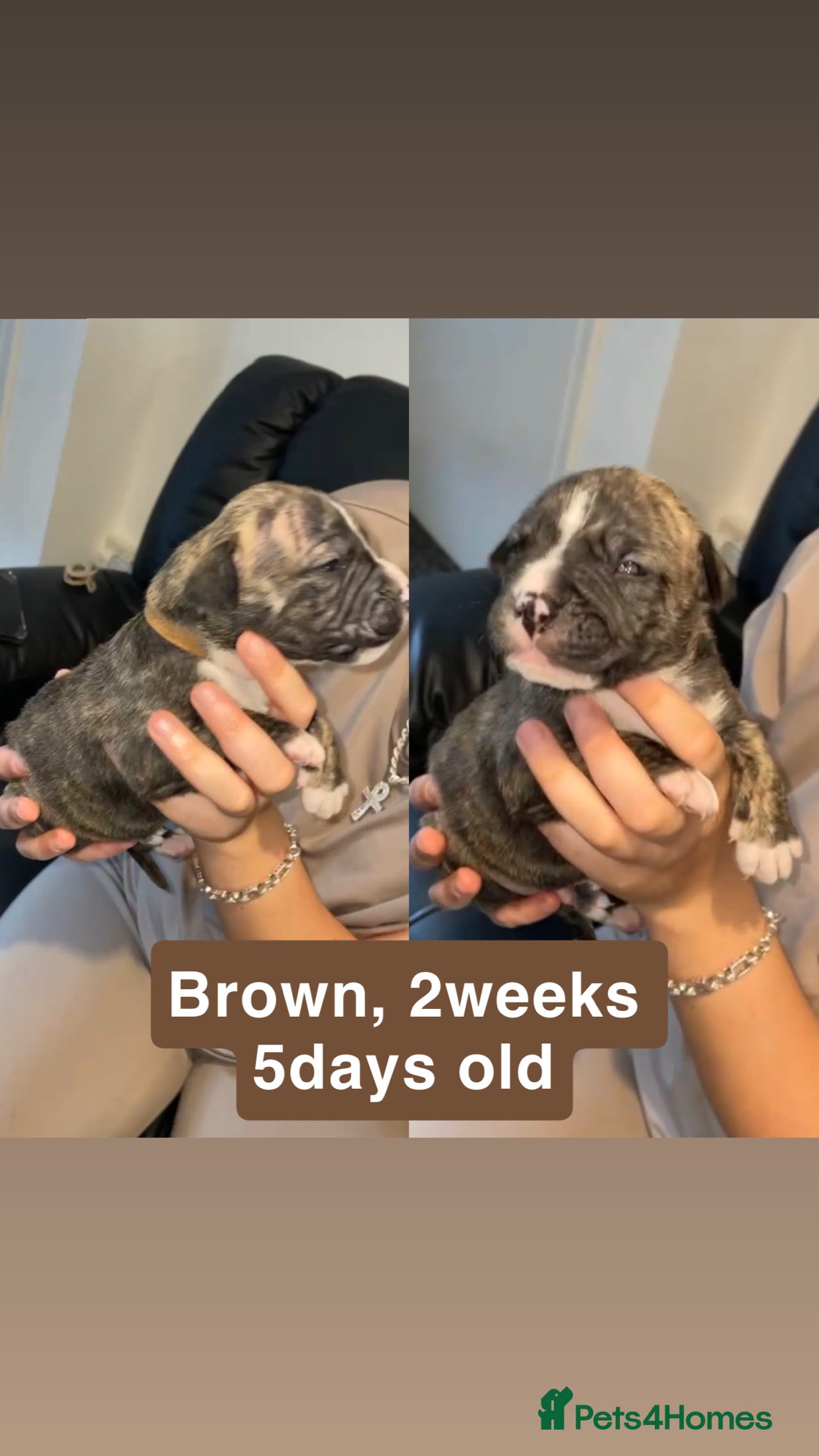 Mixed Breed dogs Old tyme English bulldog x - Advert 5