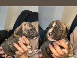 Mixed Breed dogs Old tyme English bulldog x - Advert 5