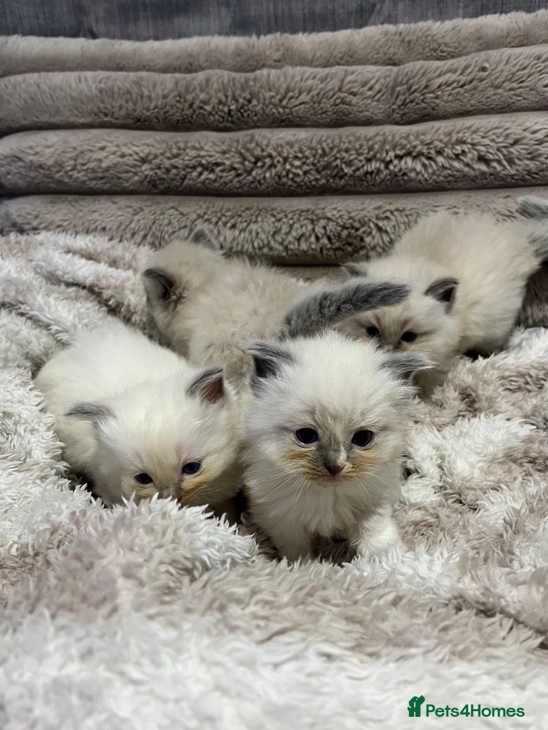 Ragdoll cats for sale: BEAUTIFUL FULL PEDIGREE RAGDOLL KITTENS - Advert 7