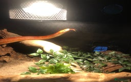 Corn Snake reptiles for sale: Corn Snake  - Image 5