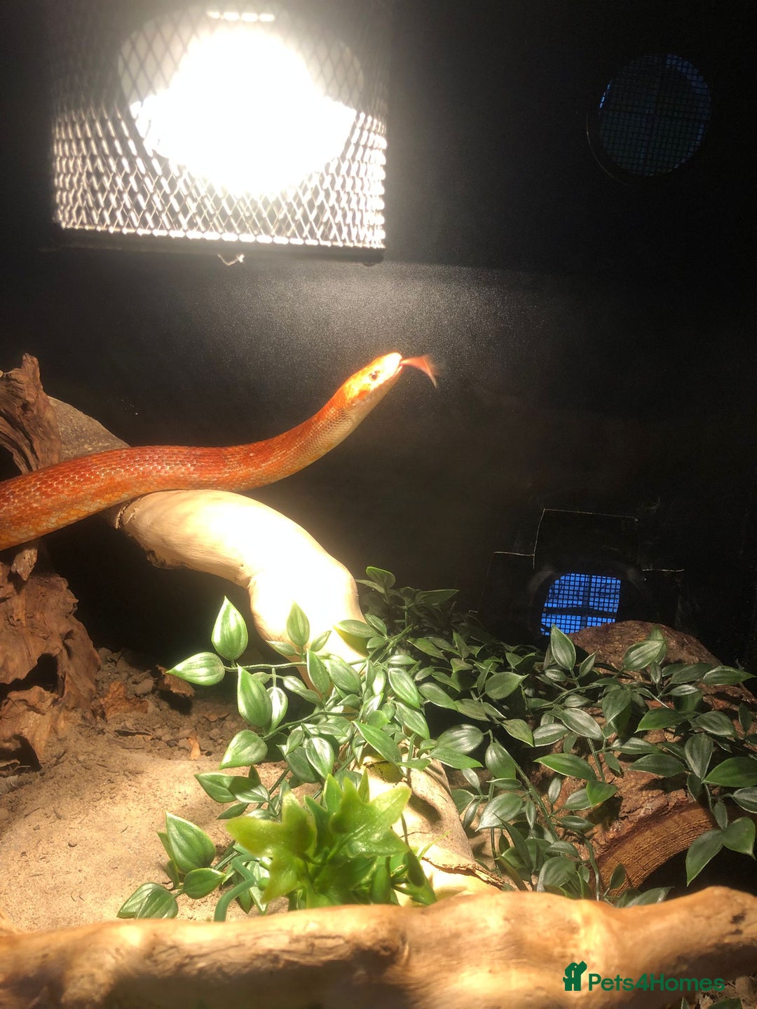 Corn Snake reptiles for sale: Corn Snake  - Image 5