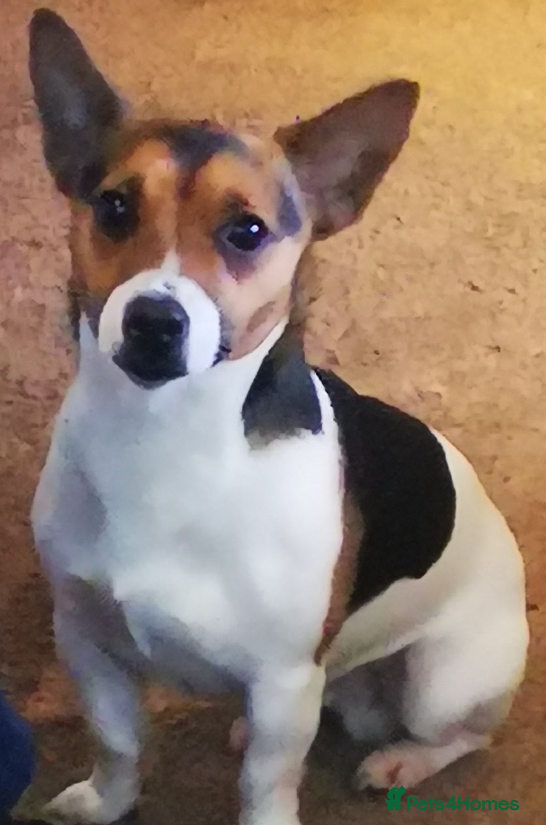 Jack Russell dogs for sale: Super quality vet docked working Jack Russells - Image 17