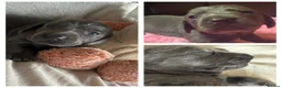 Miniature Dachshund dogs for sale: Last 2 pups 🩵🩷 - Advert 4