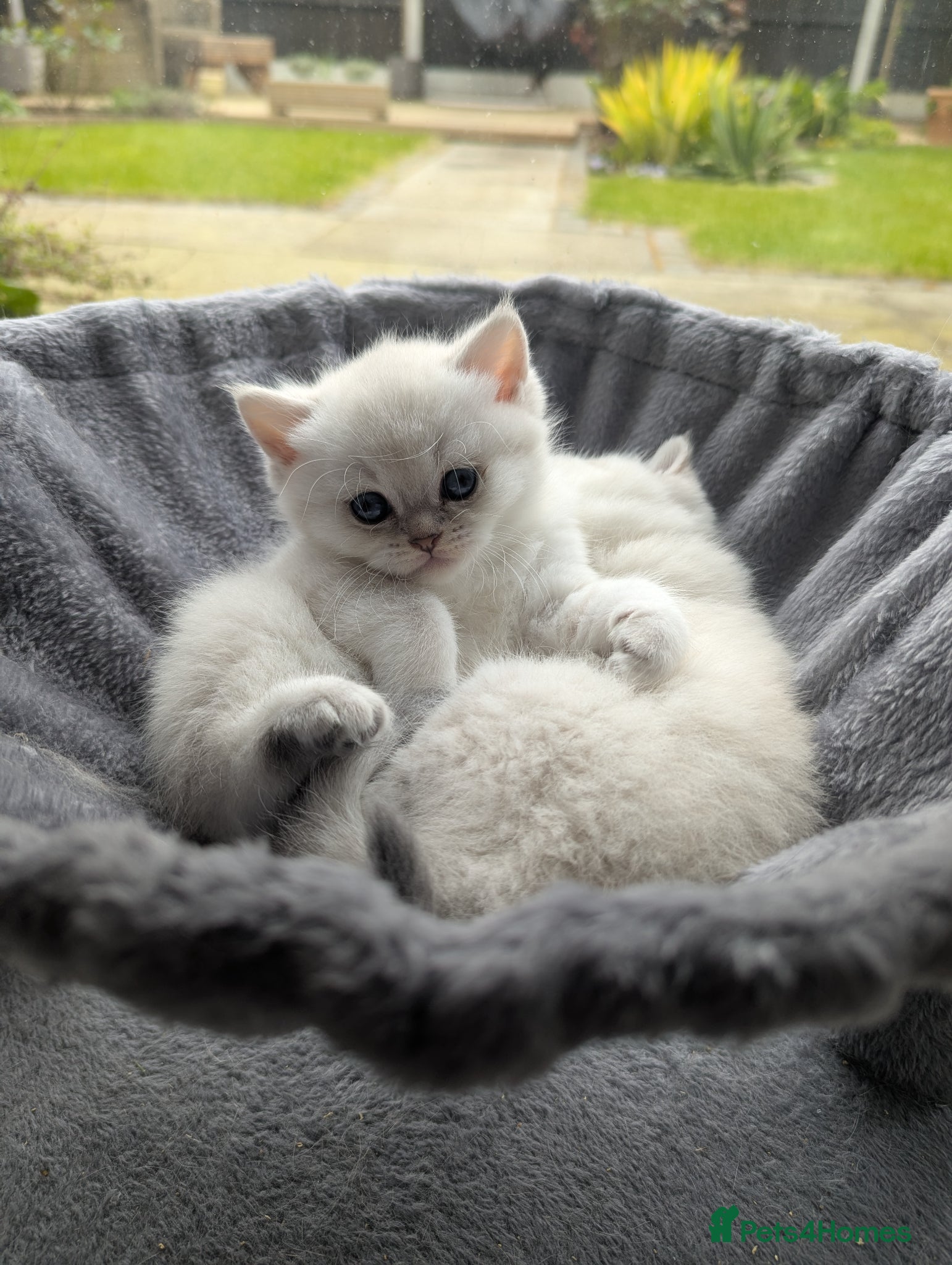 British Shorthair cats Beautiful British shorthair kittens - Advert 1