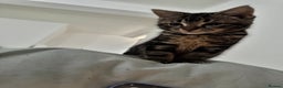 Mixed Breed cats for sale: Adorable 3 month old kittens  - Advert 5