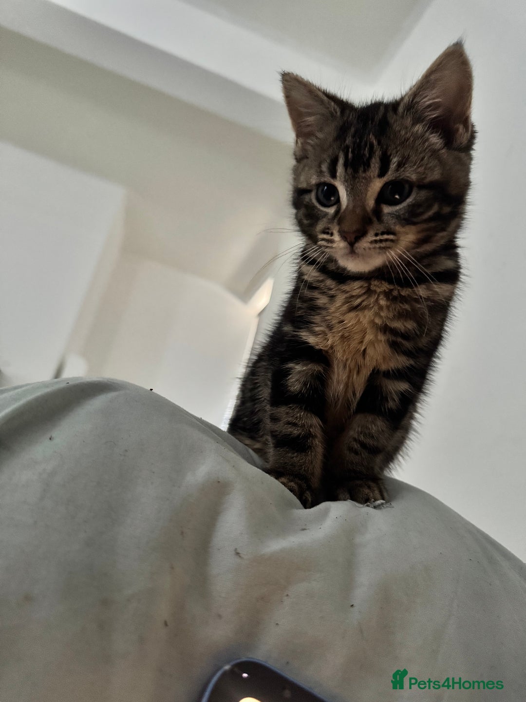 Mixed Breed cats for sale: Adorable 3 month old kittens  - Advert 5