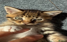 Mixed Breed cats for sale: Kittens - Image 5