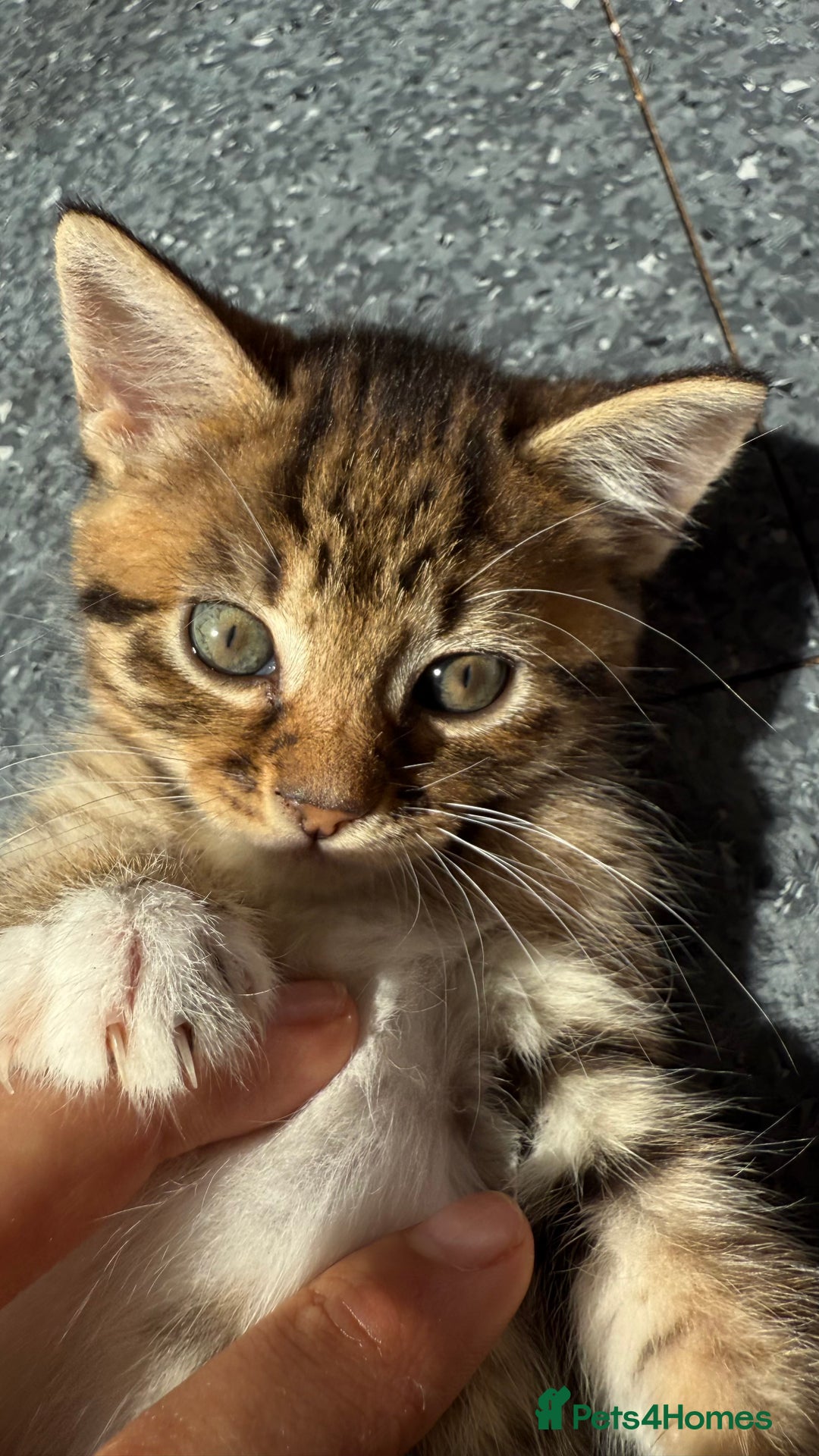 Mixed Breed cats for sale: Kittens - Image 5