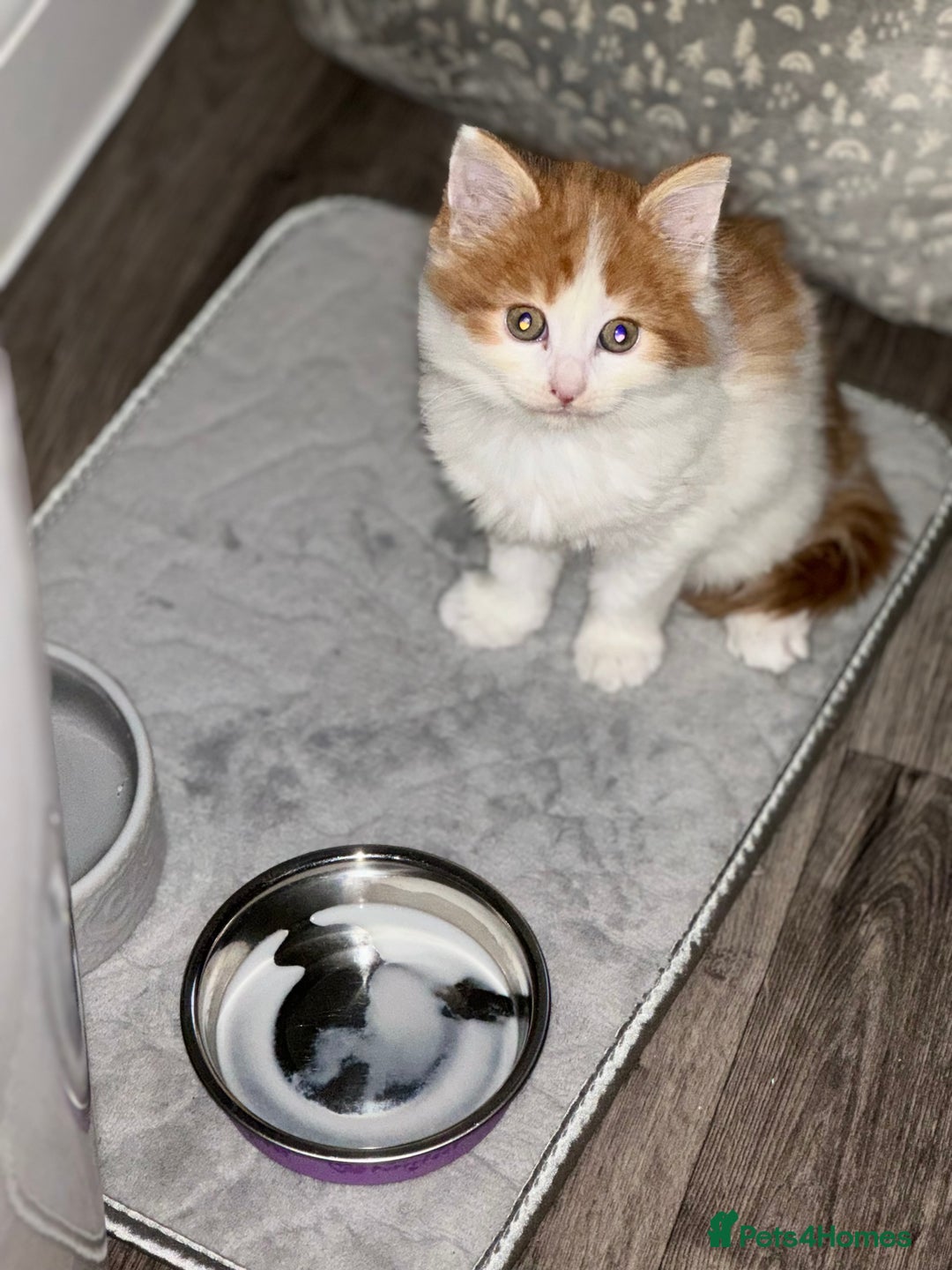 British Longhair cats for sale: Female long haired Ginger and White - Advert 4