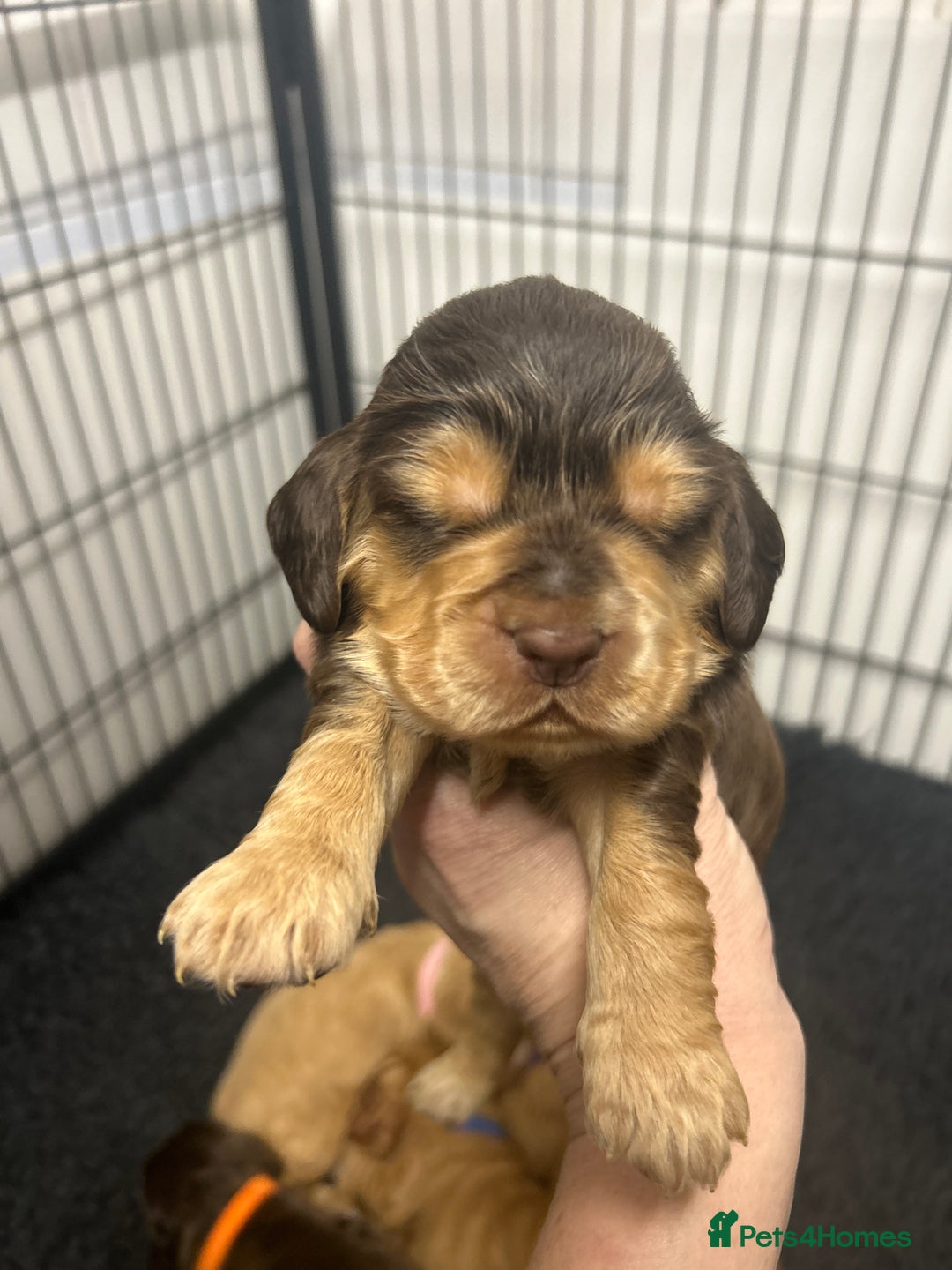 Cocker Spaniel dogs for sale: New litter of quality KC show cocker spaniels  - Advert 9