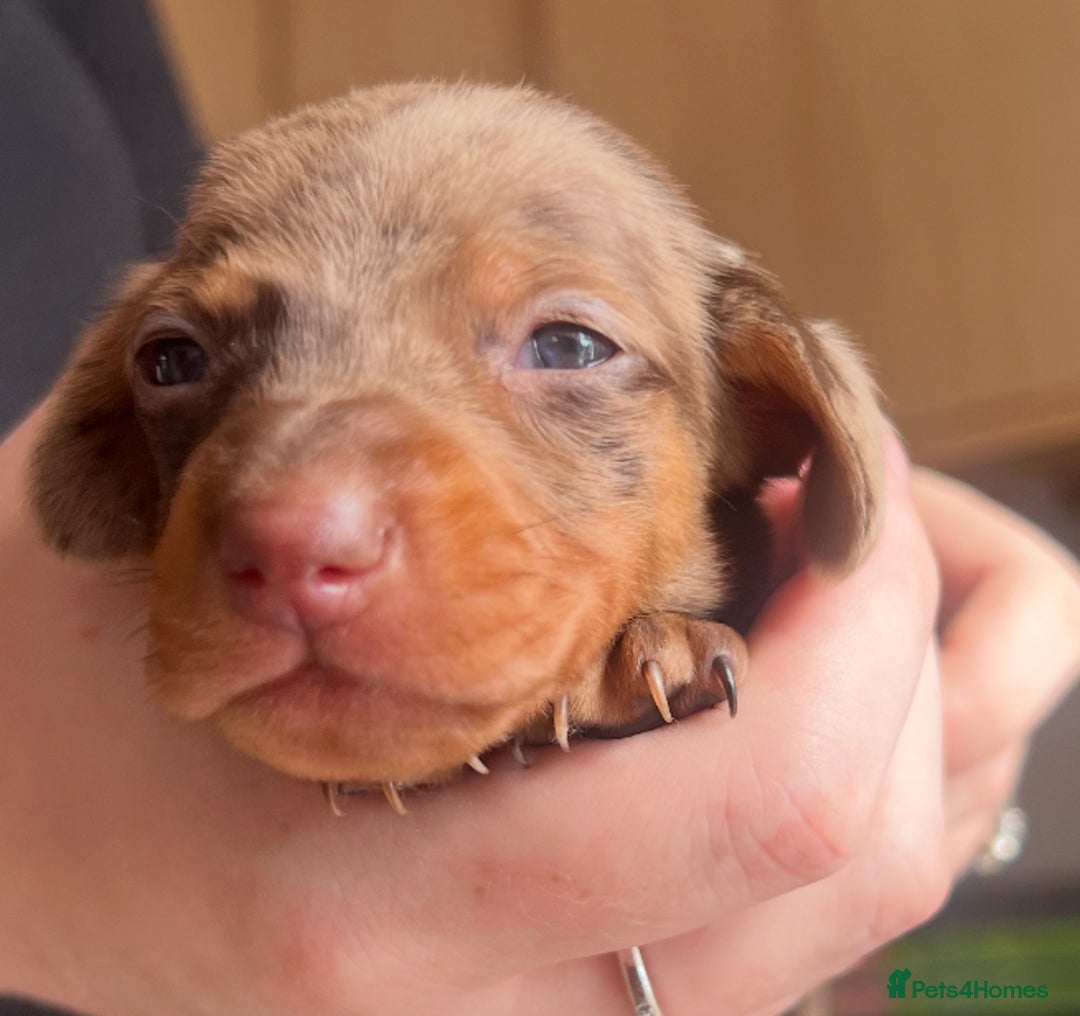 Dachshund dogs for sale: 7 Dachshund Puppies light & dark dapple and brown - Image 16