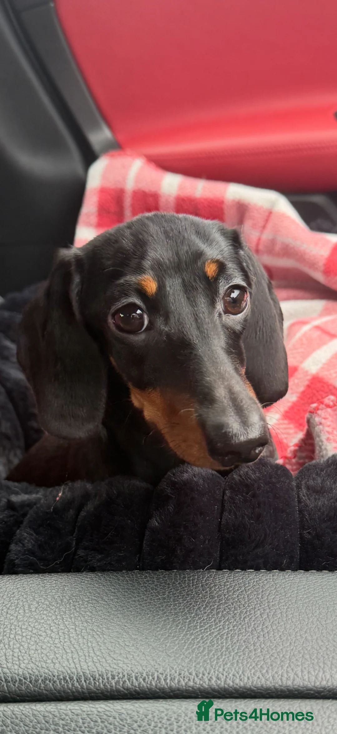 Miniature Dachshund dogs for sale: Beautiful KC Registered Bitch - Advert 2