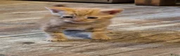 Mixed Breed cats for sale: Beautful litter of kittens - Advert 3