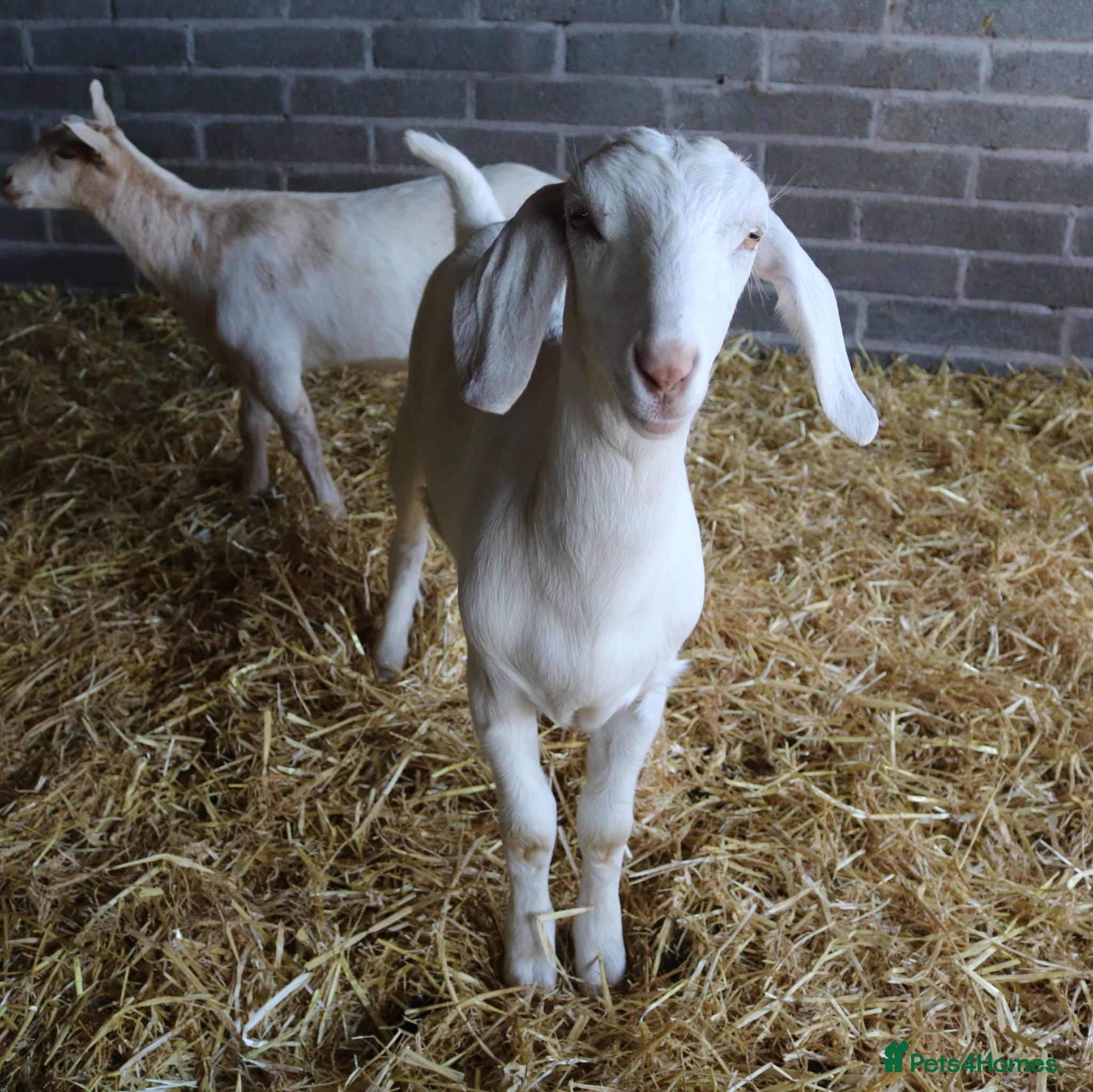 Goats livestock 6‑Month‑old Wether Goats for Sale - Advert 2