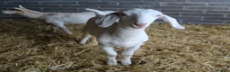 Goats livestock for sale: 6‑Month‑old Wether Goats for Sale - Advert 2