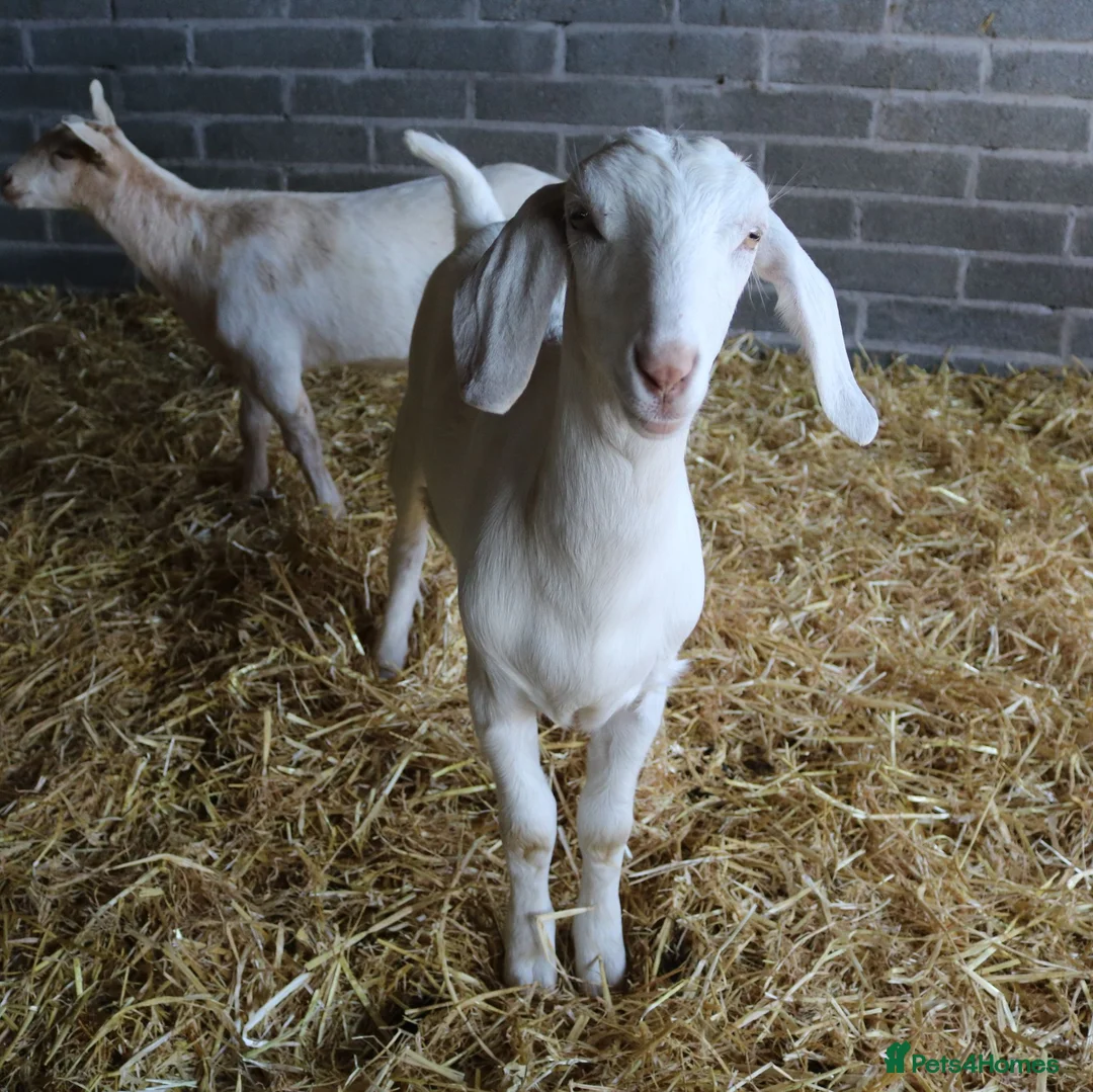 Goats livestock for sale: 6‑Month‑old Wether Goats for Sale - Advert 2