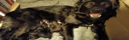 Mixed Breed dogs for sale: German shepherd cross border collie puppies  - Advert 13