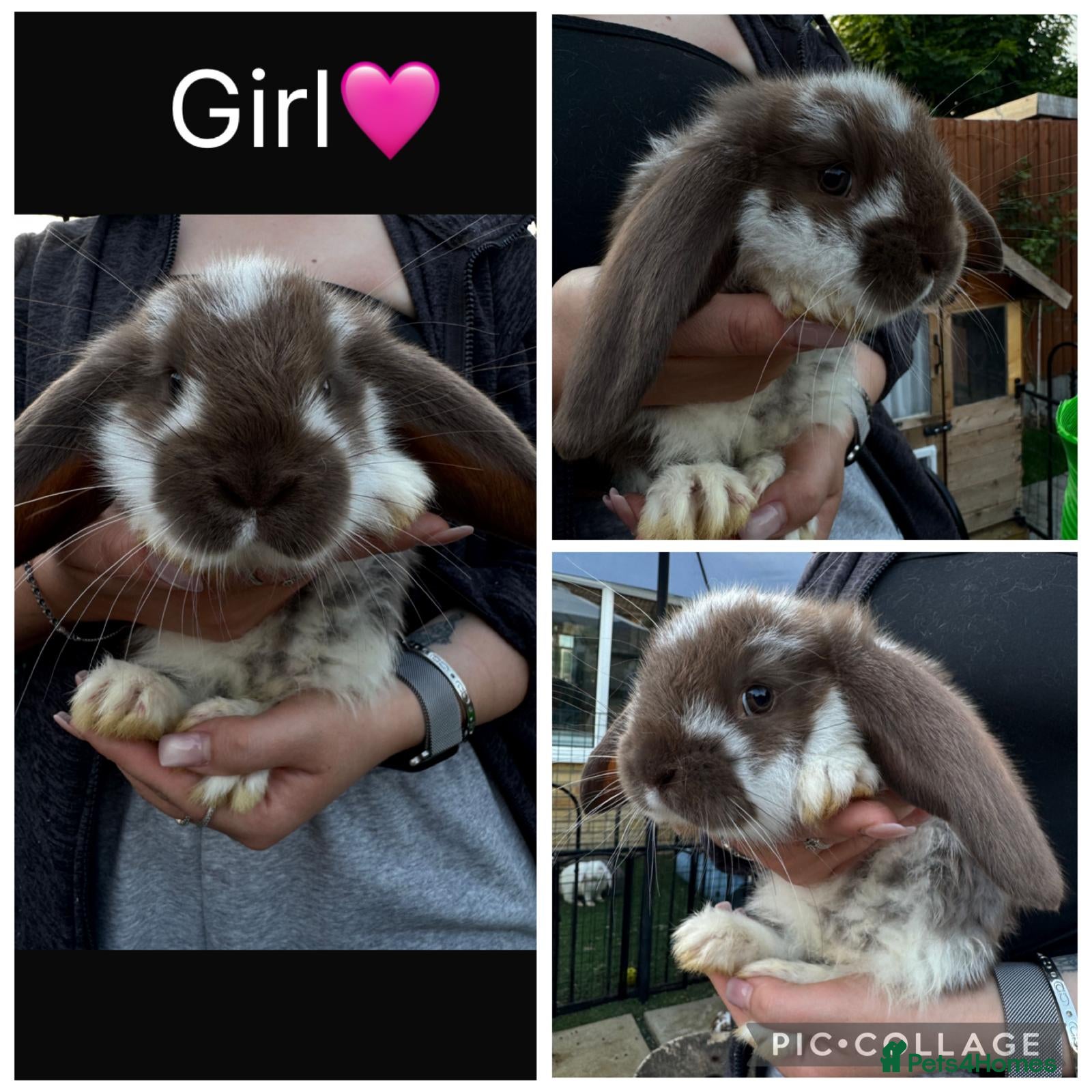 French Lop rabbits Pedigree French lop - Advert 2