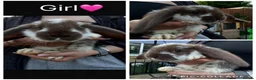 French Lop rabbits for sale: Pedigree French lop - Advert 1