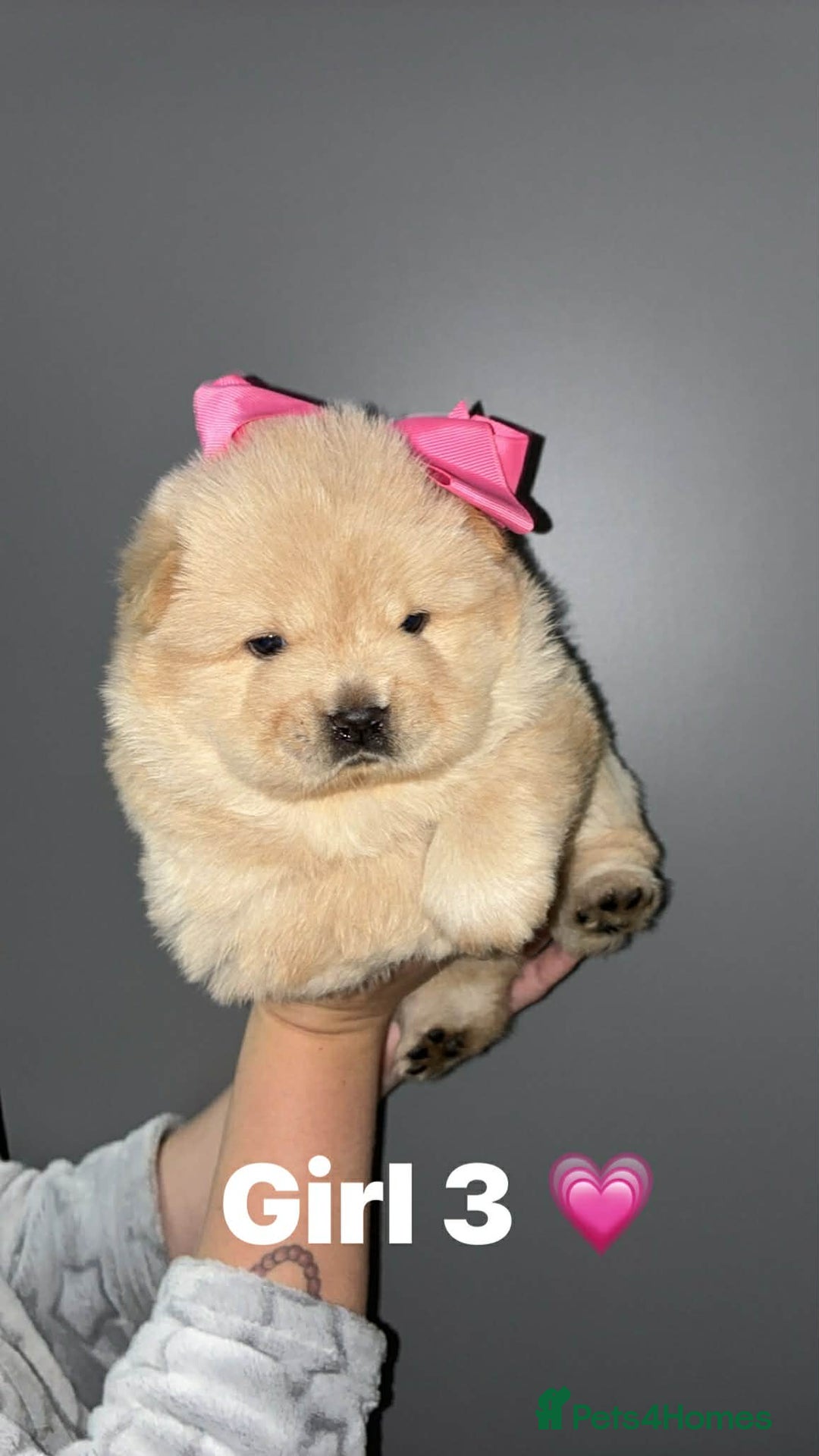Chow Chow dogs for sale: Chow chow Puppies  - Advert 5