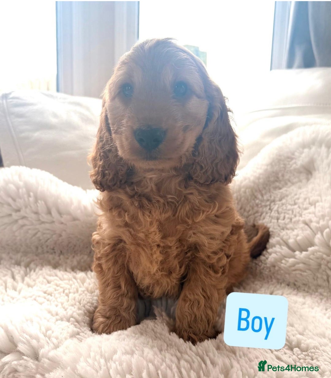 Cockapoo dogs for sale: Gorgeous F1 Cockapoo’s  - Advert 9