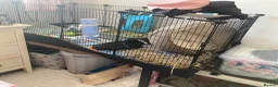 Guinea Pig rodents for sale: 2 male guinea pigs  - Advert 2