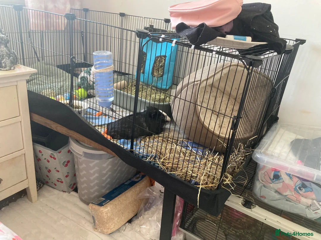 Guinea Pig rodents for sale: 2 male guinea pigs  - Advert 2