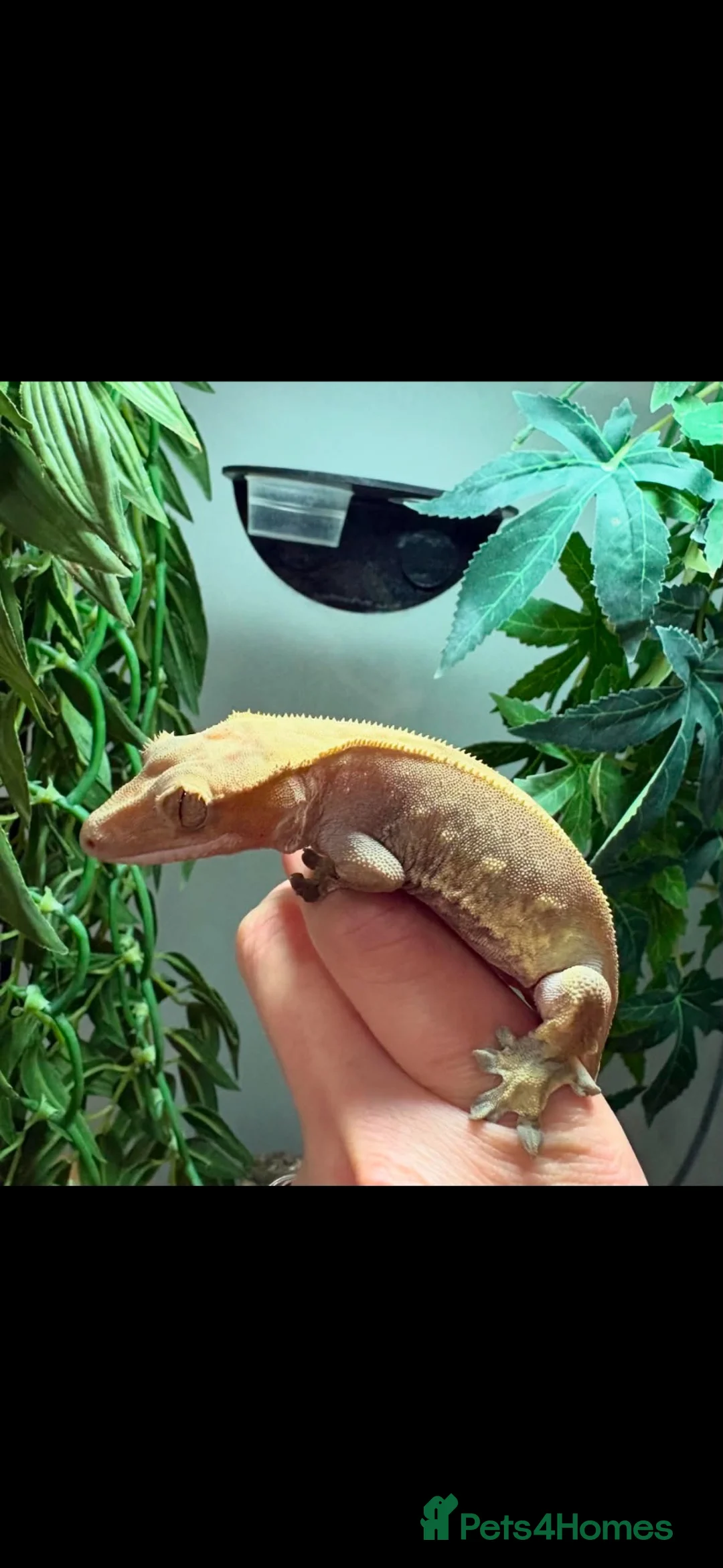 Gecko reptiles for sale: Crested geckos with individual full setups  in Chesham - Advert 2