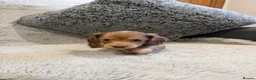 Dachshund dogs for sale: Long-haired miniature daschund pups for sale  - Advert 4