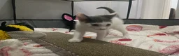 Mixed Breed cats for sale: Beautiful grey, white and tabby kittens for sale - Advert 19