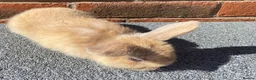 Mini Lop rabbits for sale: STUNNING PURE BREED MINI LOPS  - Advert 6