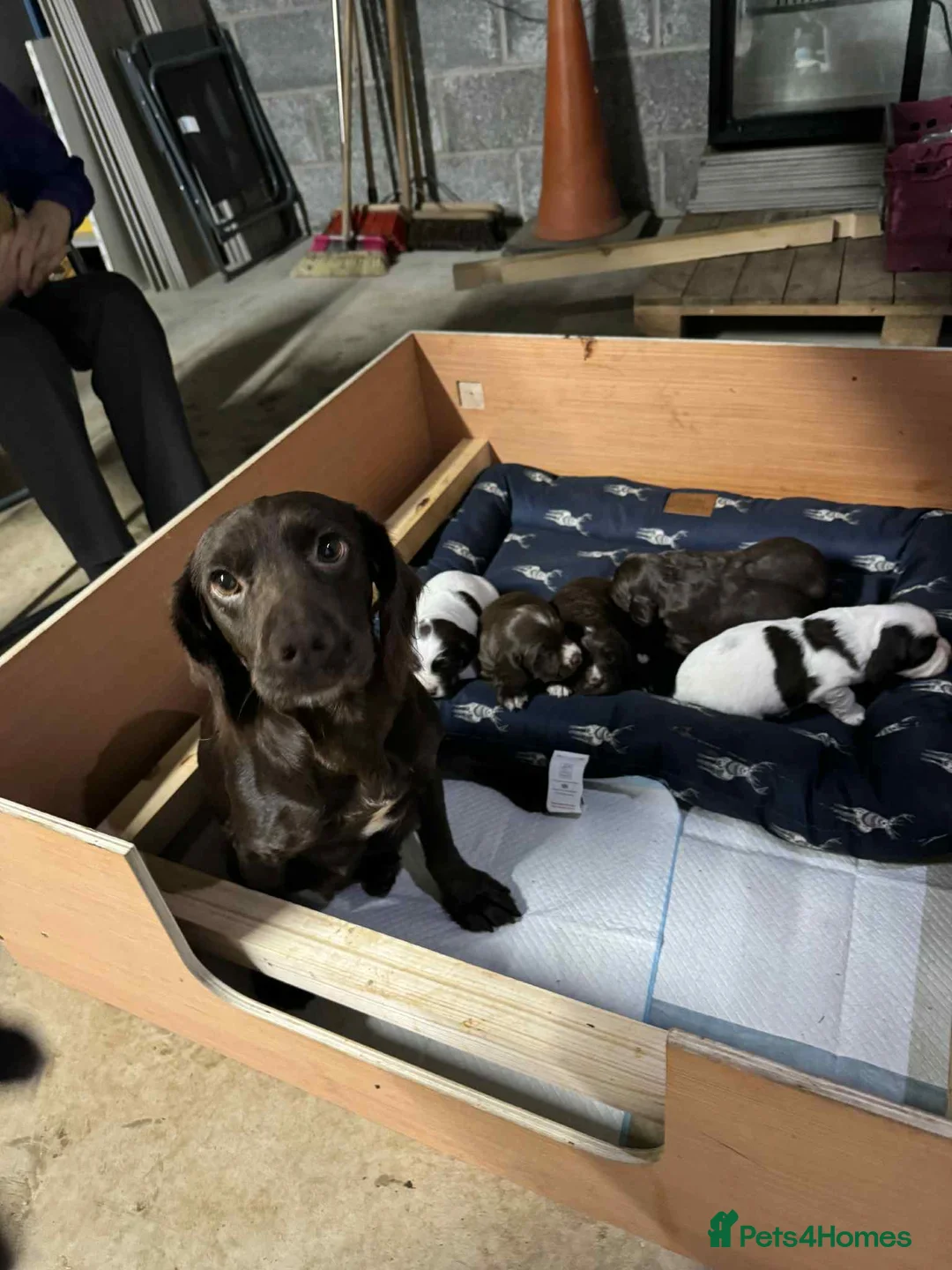Springador dogs for sale: Sprockerdor puppies for sale - Advert 1