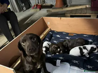 Springador dogs Sprockerdor puppies for sale - Advert 16