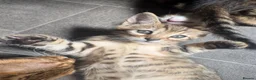Bengal cats for sale: Bengal 2 🩷 - Advert 5