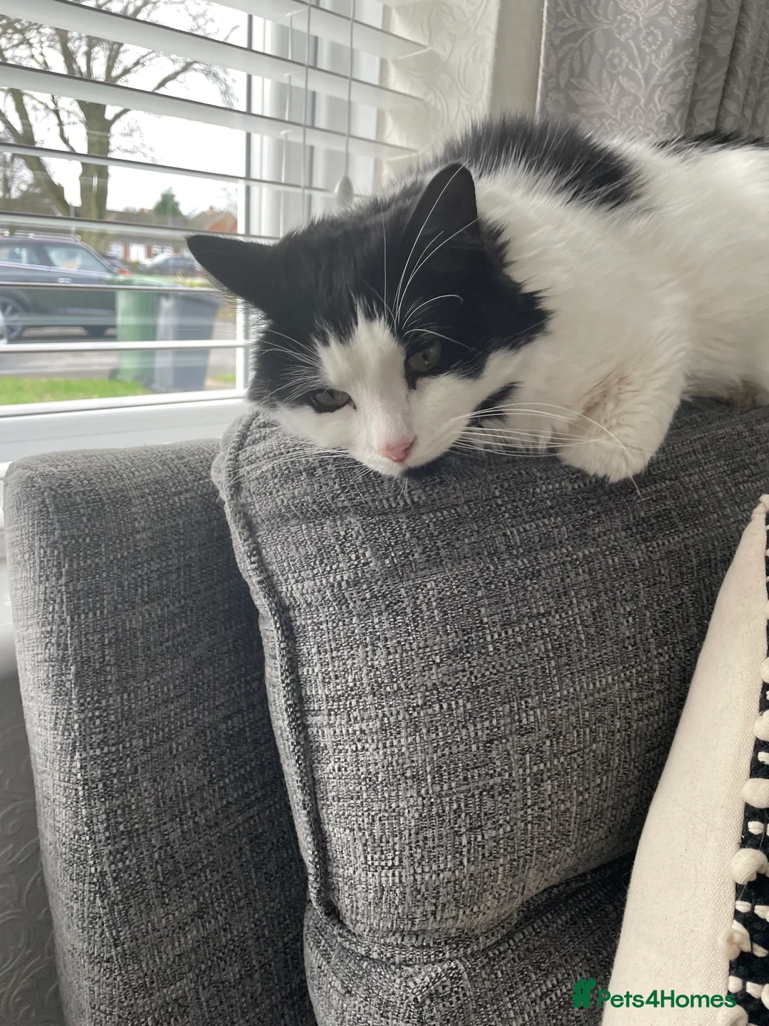 British Shorthair cats for sale: Fluffy in Walsall - Advert 6