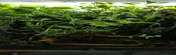 Frog reptiles for sale: Exo Terra Mature Bio Setup Group of 4 tinc Oyapok in Huddersfield - Advert 4