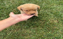 Labrador Retriever dogs for sale: Labrador puppies - Image 19
