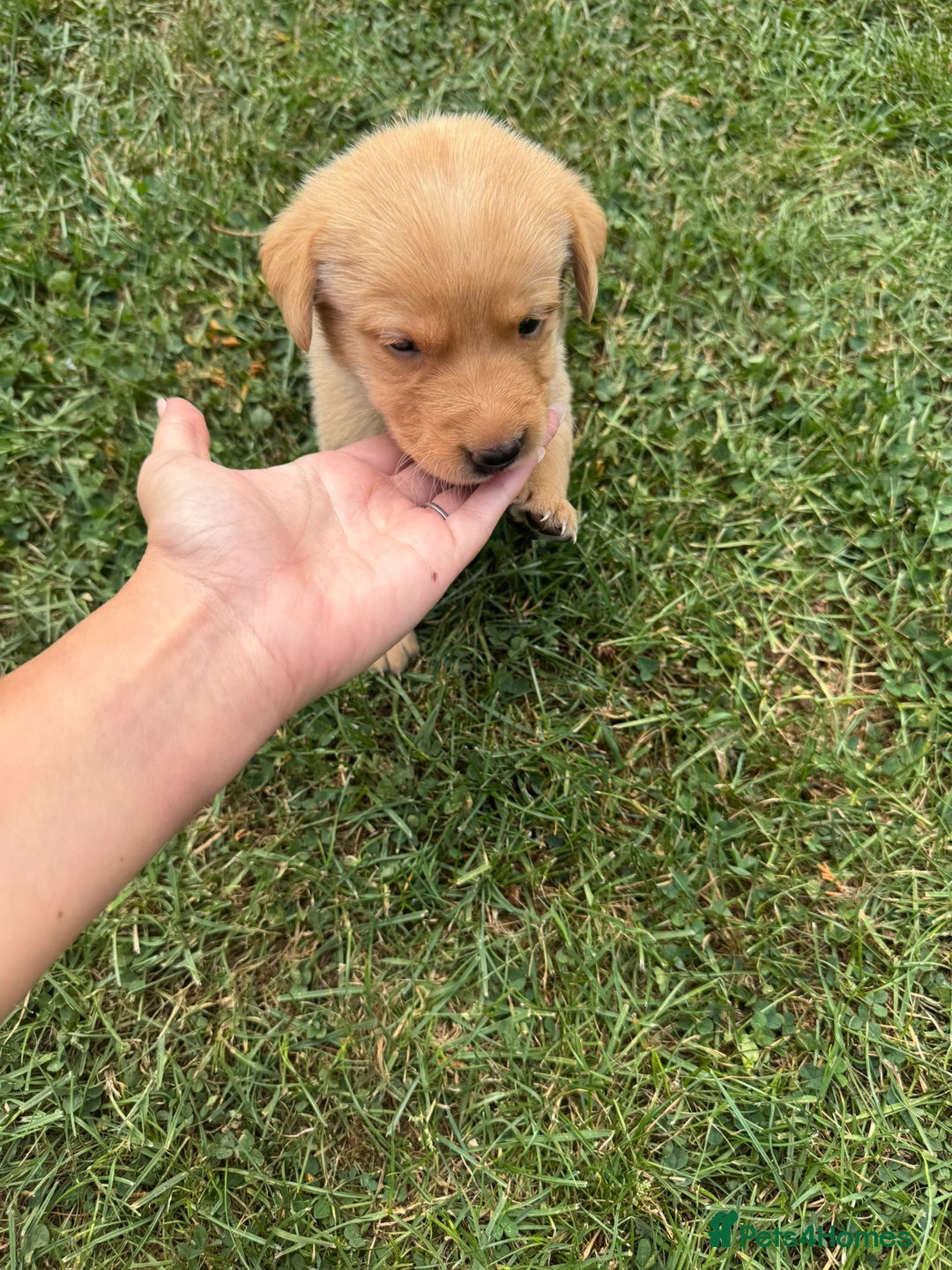 Labrador Retriever dogs for sale: Labrador puppies - Image 19