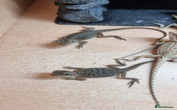 Bearded Dragon reptiles for sale: Mix of hypo trans dunner blue bar het zeros - Image 11