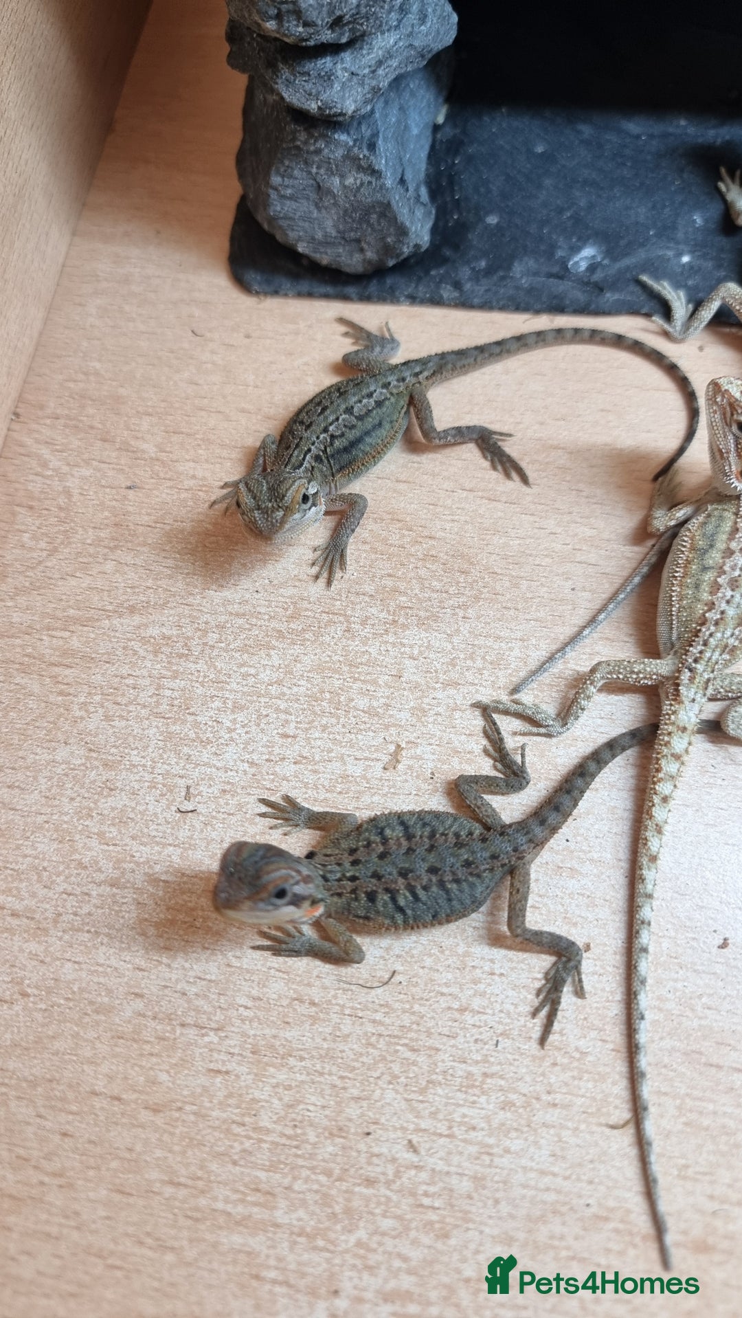 Bearded Dragon reptiles for sale: Mix of hypo trans dunner blue bar het zeros - Image 11