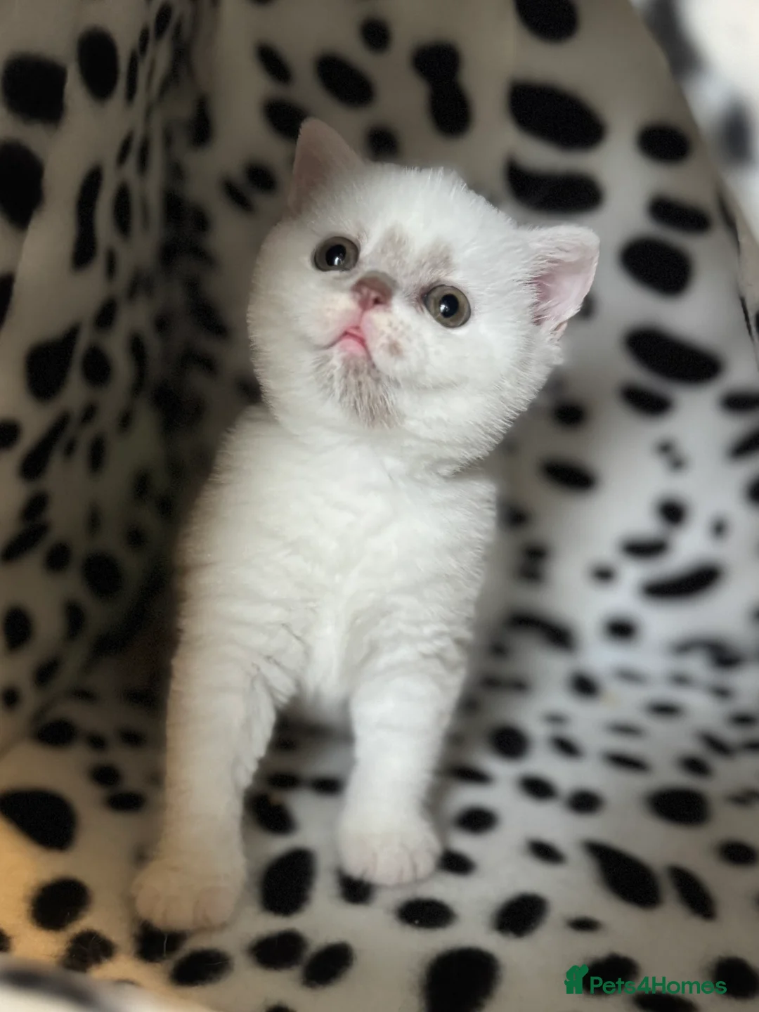 British Shorthair cats for sale: Tica reg lilac harlequin bsh  - Advert 3