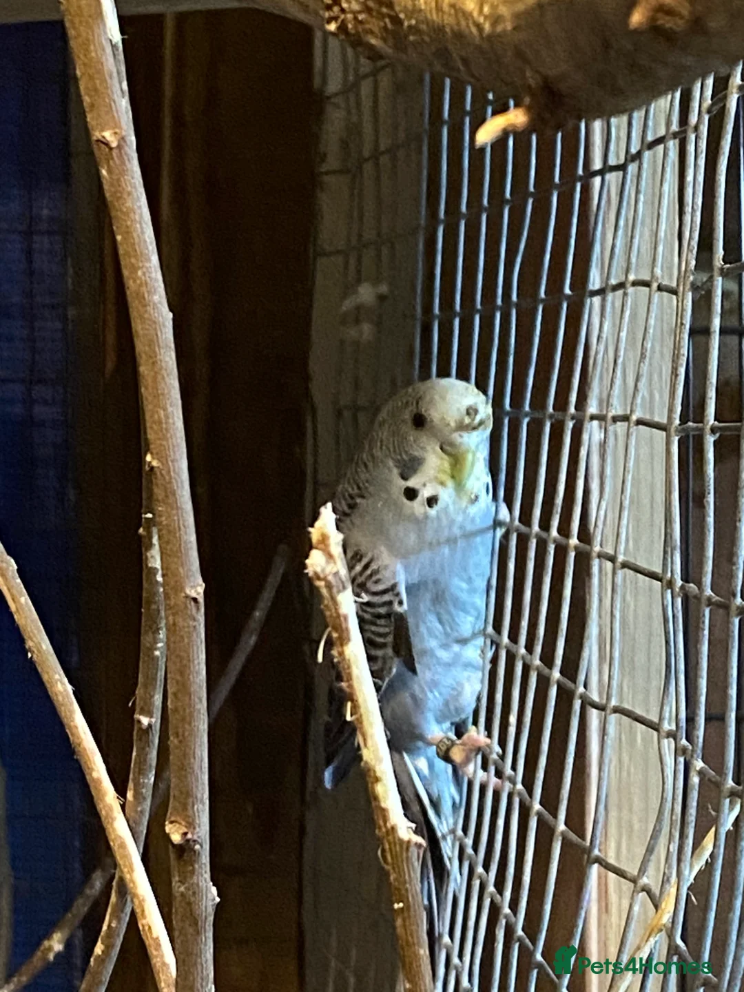 Budgerigars birds for sale: 2 pairs of budgies and 2 spare boys  - Advert 9