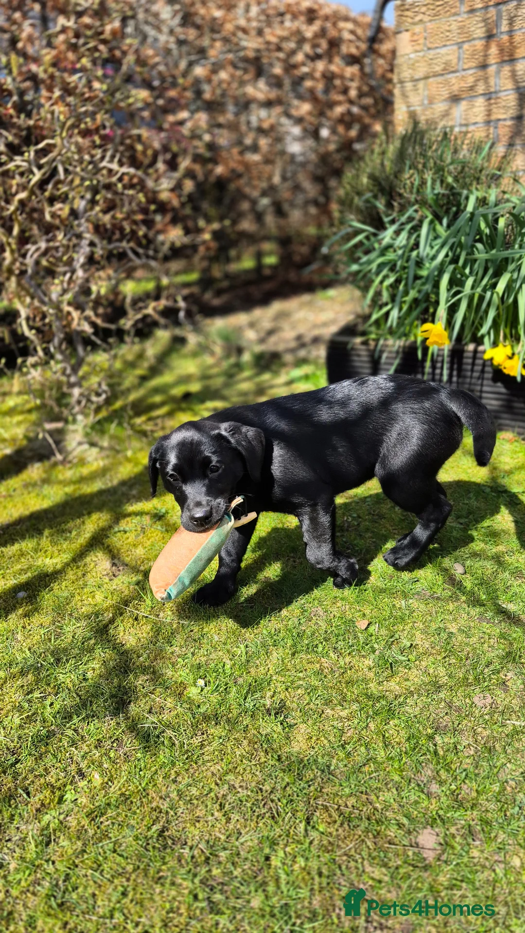 Labrador Retriever dogs for sale: KC Registered Working Black Girl Pup - Advert 2
