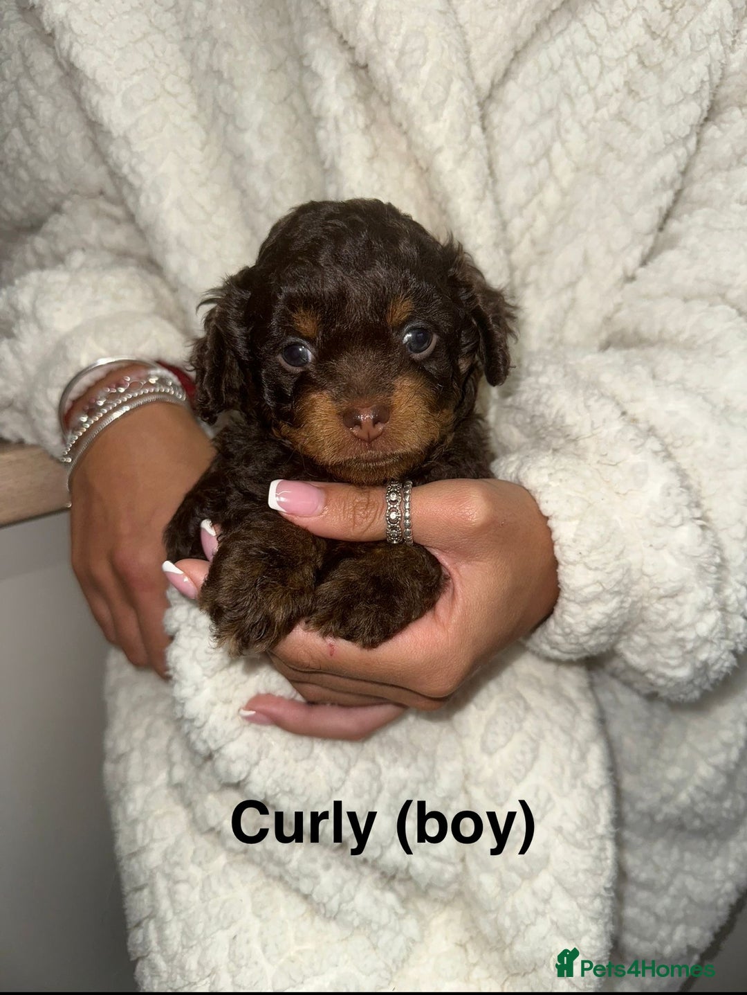 Mixed Breed dogs for sale: Poochon x chipoo small puppies - Image 5