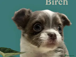Chihuahua dogs Lovely fluffy Chihuahua 💕 boys & girls - Advert 1