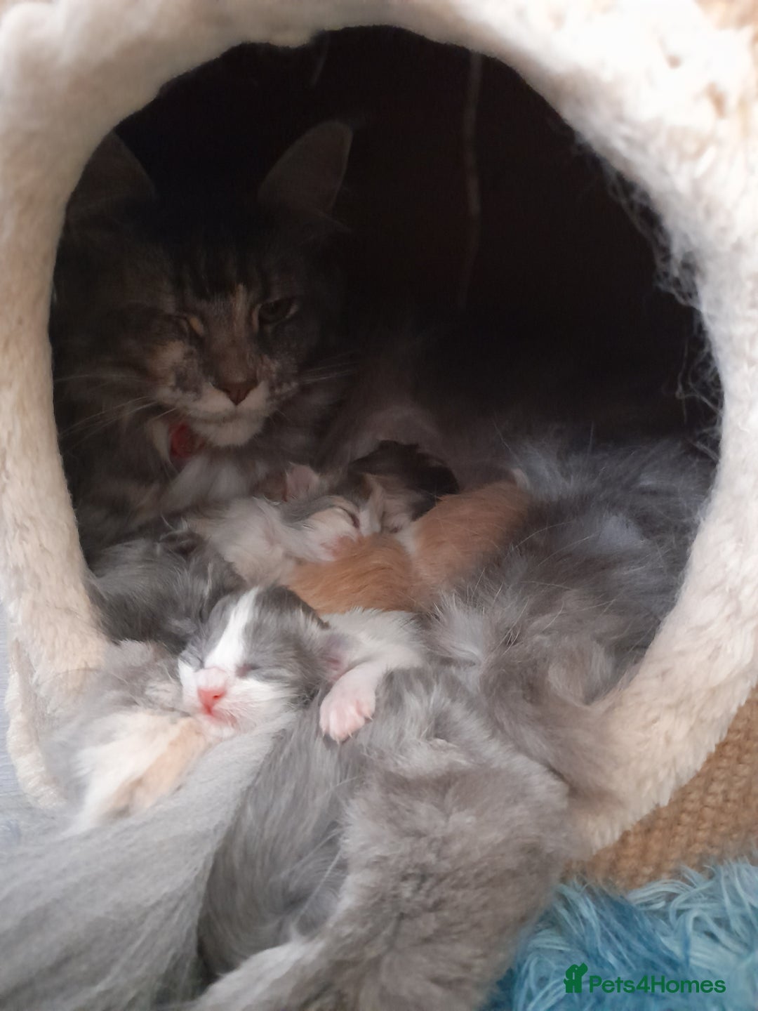 Ragcoon cats for sale: Stunning, and chunky ragcoons  - Image 31