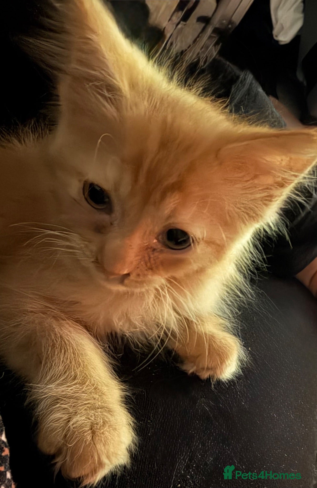 Ragdoll cats Ragdoll Shpynx kittens 2 male white and ginger  - Advert 3