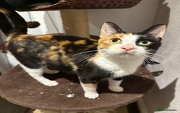 Mixed Breed cats for sale: 2 beautiful kittens left to find a home - Image 13