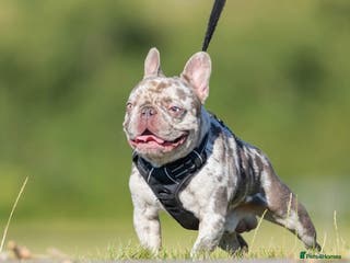 French Bulldog dogs Lilac Merle carrying testable tiny boy in Maesteg - Advert 4